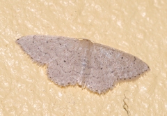 Idaea obsoletaria