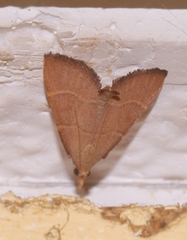 Hypsopygia incarnatalis