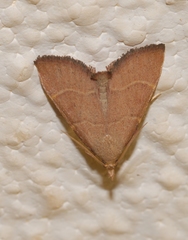 Hypsopygia incarnatalis