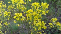 Isatis tinctoria
