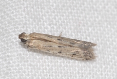 Homoeosoma nebulella