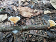 Cotylidia undulata