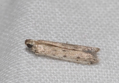 Homoeosoma nebulella