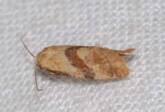 Cochylis roseana