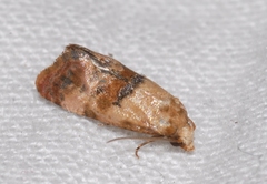 Neocochylis salebrana