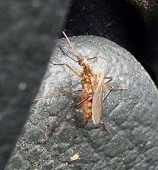 Aedes scapularis