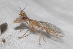 Mantispa aphavexelte