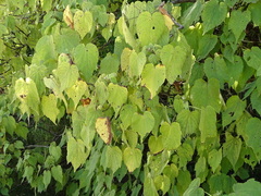 Sparrmannia africana