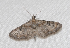 Eupithecia laquaearia