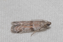 Cadra figulilella