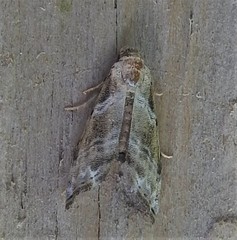 Abablemma bilineata