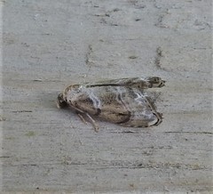 Abablemma bilineata