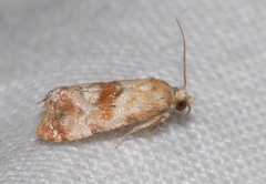 Neocochylis salebrana