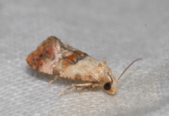 Neocochylis salebrana