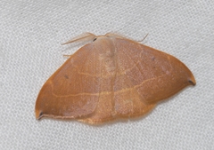 Watsonalla uncinula
