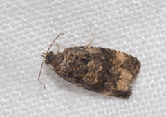 Endothenia gentianaeana