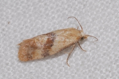 Cochylis roseana