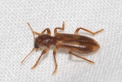 Opilo domesticus