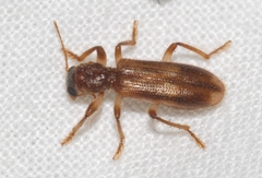 Opilo domesticus