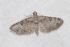 Eupithecia laquaearia