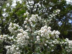 Gaultheria phillyreifolia