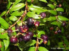 Gaultheria phillyreifolia
