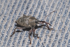 Curculio elephas
