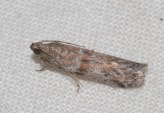 Cadra figulilella