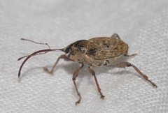 Curculio elephas