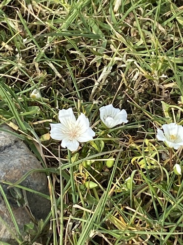 iNaturalist observation photo of white meadowfoam