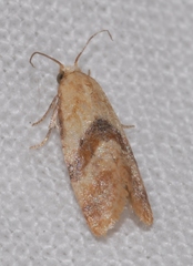 Cochylis roseana