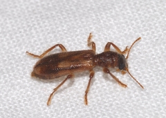 Opilo domesticus