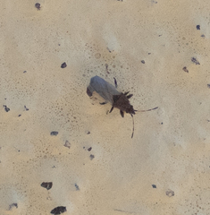 Oxycarenidae