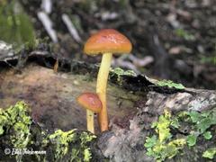 Gymnopilus austropicreus