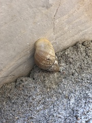 Bulimulus bonariensis