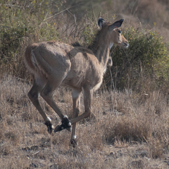 Boselaphus tragocamelus