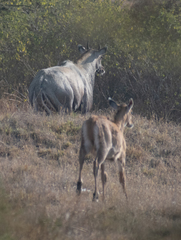Boselaphus tragocamelus