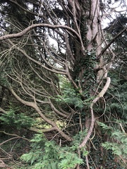 Chamaecyparis obtusa
