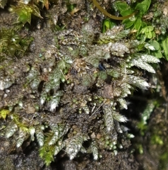 Bryum argenteum