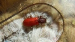 Zenodosus sanguineus