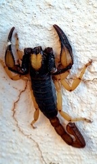 Opistophthalmus latro