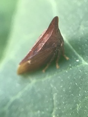 Enchenopa