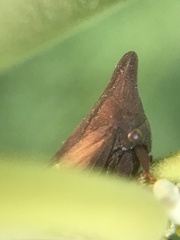 Enchenopa