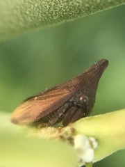 Enchenopa