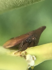 Enchenopa