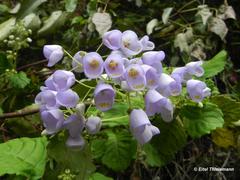 Jovellana punctata