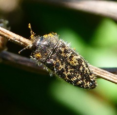 Acmaeodera labyrinthica