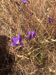Brodiaea elegans elegans