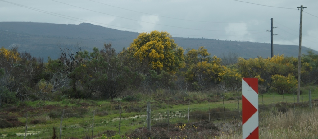 Acacia saligna, R319 : Struis Bay to Bredasdorp