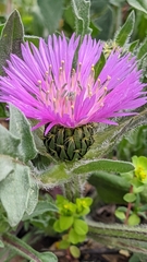 Centaurea pullata